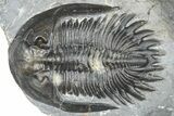 Mrakibina Trilobite - Mrakib, Morocco #363110-1